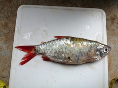 Brycinus imberi