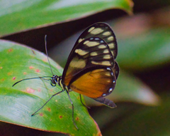 Pteronymia picta notilla