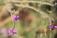 Comesperma virgatum