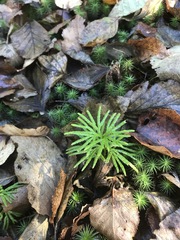 Diphasiastrum digitatum image