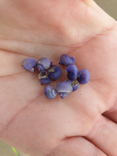 photo of Dwarf Violet Snail (Janthina exigua)