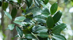 Ilex integra