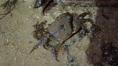 Cryptopotamon anacoluthon