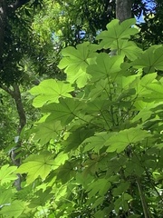 Cecropia schreberiana