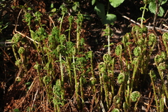Athyrium distentifolium