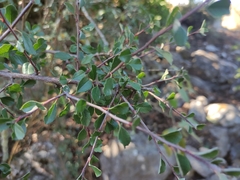 Malacomeles denticulata