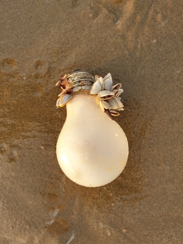 photo of Small Goose Barnacle (Lepas pectinata)