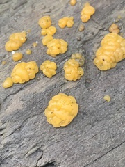 Dacrymyces ovisporus