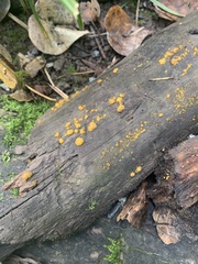 Dacrymyces ovisporus