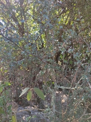 Malacomeles denticulata