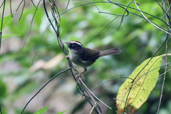 Basileuterus melanogenys