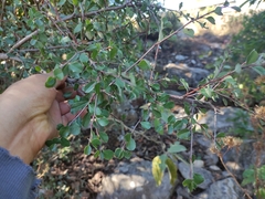 Malacomeles denticulata