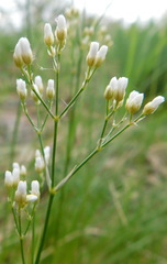 Eremogone longifolia