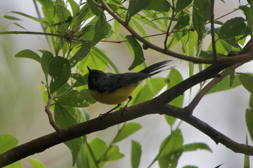 Slate-throated Whitestart (Myioborus miniatus), photo 6