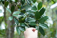 Ilex integra