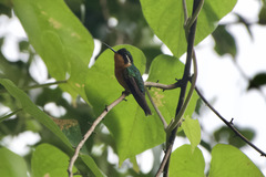 Lampornis