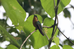 Lampornis