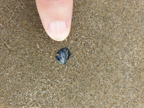 photo of By-the-wind Sailor (Velella velella)