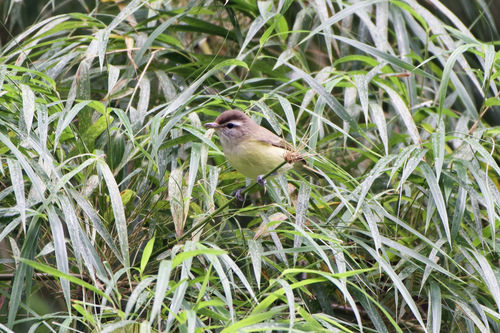Brown-capped Vireo (Vireo leucophrys), photo 10