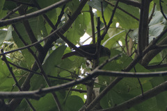 Anabacerthia variegaticeps