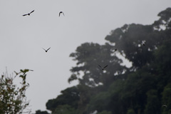 Patagioenas fasciata