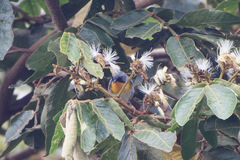 Oreothlypis gutturalis