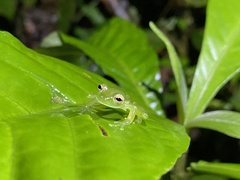 Espadarana prosoblepon