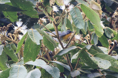 Oreothlypis gutturalis