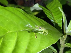 Espadarana prosoblepon