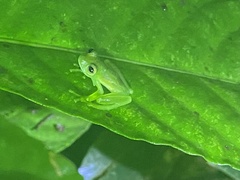 Espadarana prosoblepon