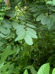 Senna surattensis