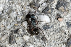 Polyrhachis lydiae