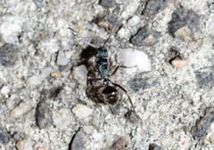 Polyrhachis lydiae