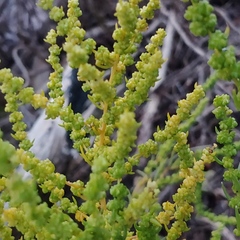 Suaeda linearis