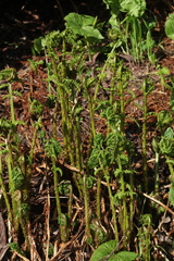 Athyrium distentifolium