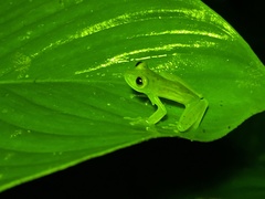 Espadarana prosoblepon