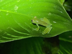 Espadarana prosoblepon