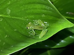 Espadarana prosoblepon