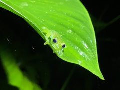 Espadarana prosoblepon