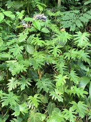 Thaumatophyllum xanadu