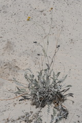 Hymenopappus filifolius cinereus