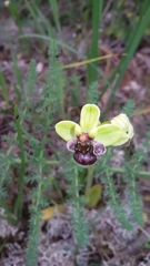 Ophrys bombyliflora