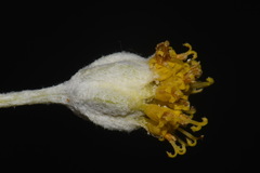 Hymenopappus filifolius cinereus