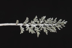 Hymenopappus filifolius cinereus