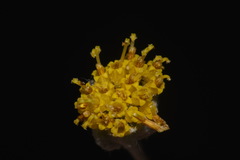Hymenopappus filifolius cinereus