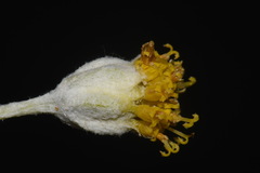 Hymenopappus filifolius cinereus