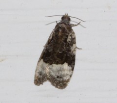 Apotomis funerea