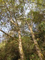 Alnus nepalensis