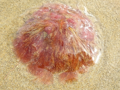 photo of Lion's Mane Jellies (Cyanea)