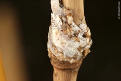 Kuwanaspis pseudoleucaspis